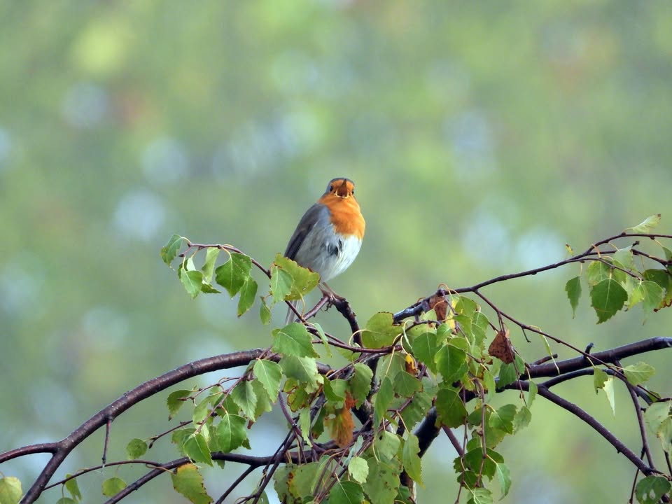 Le langage des Oiseaux